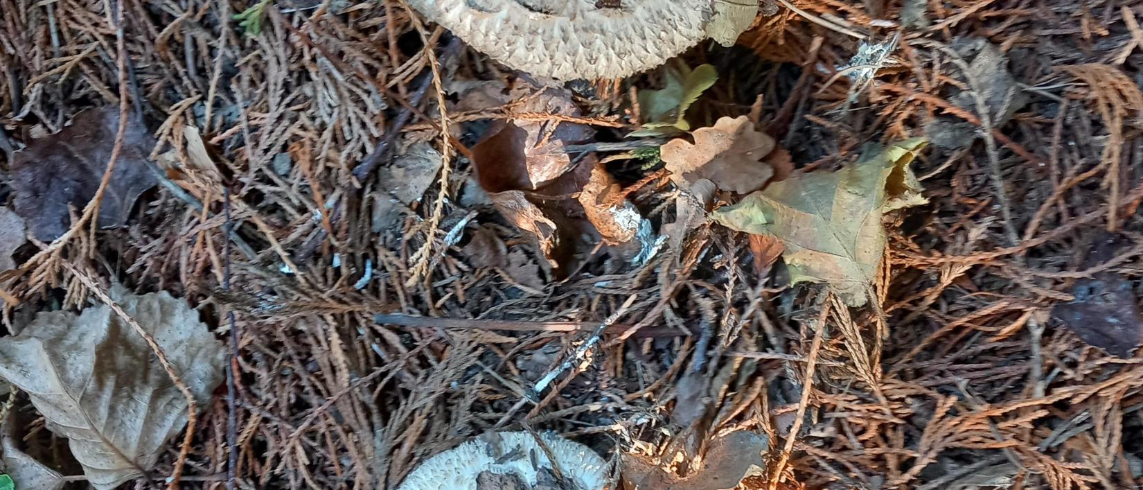 Paddestoelen in het bos.
