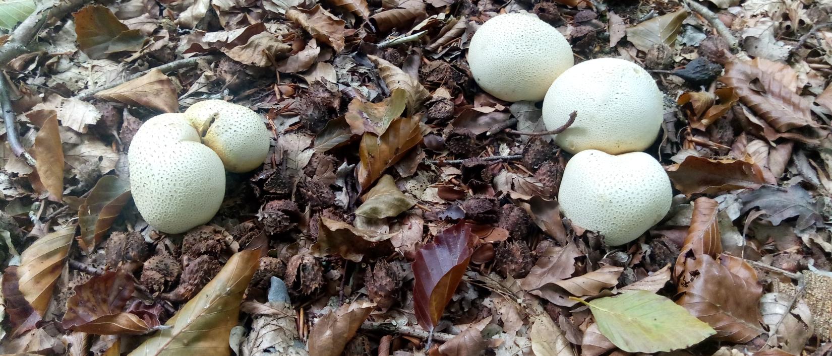 paddestoelen in beernem