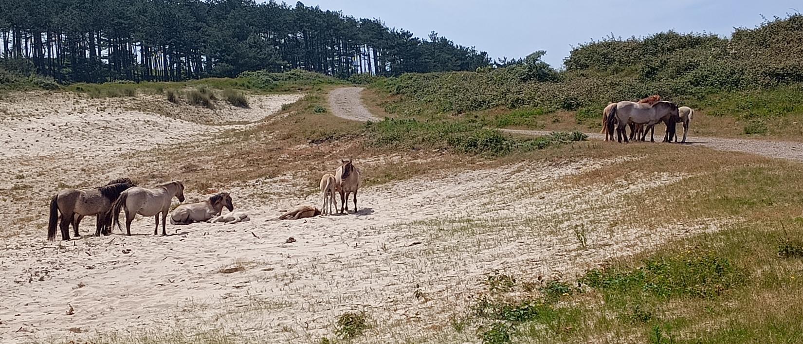 het eiland Walrcheren