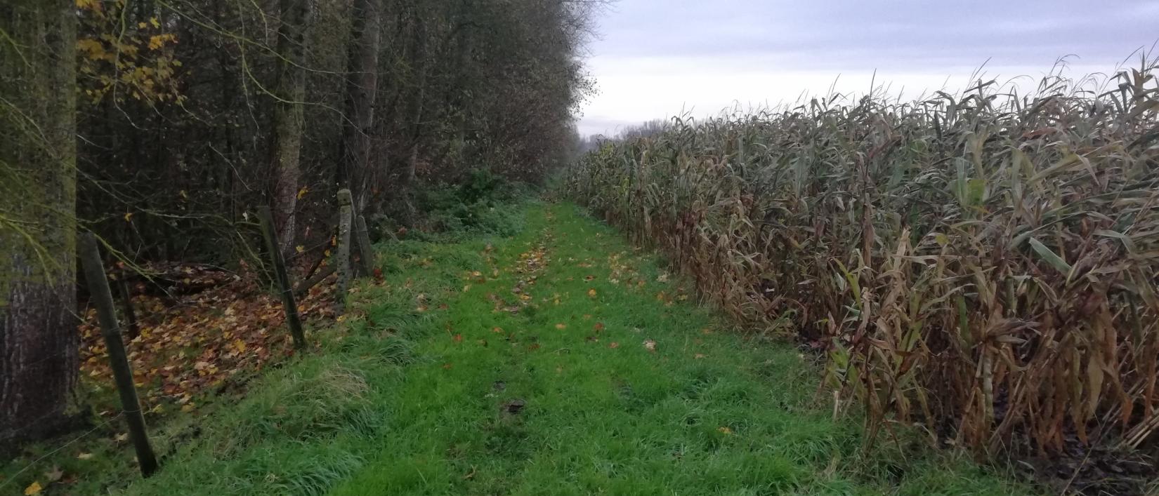 Wandelpad