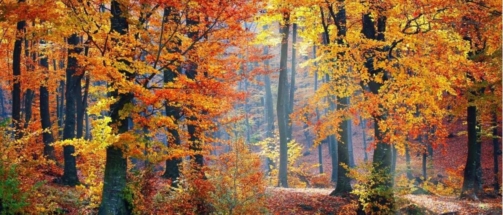 Herfst
