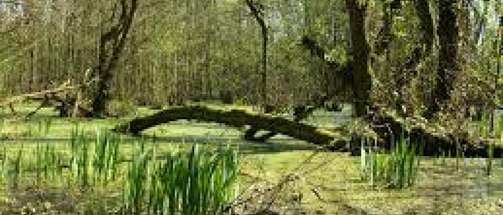 Kluisbos