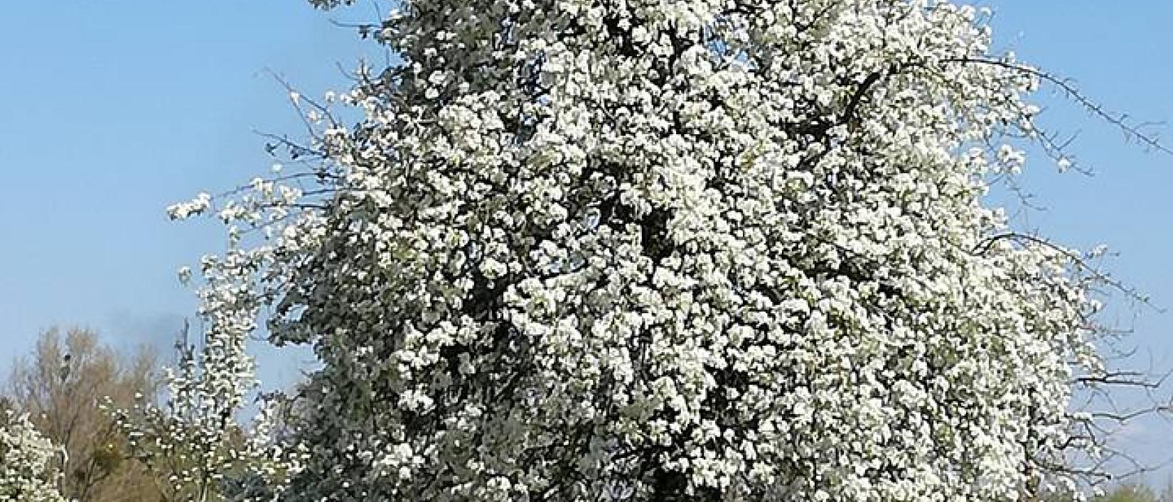 bloesempracht