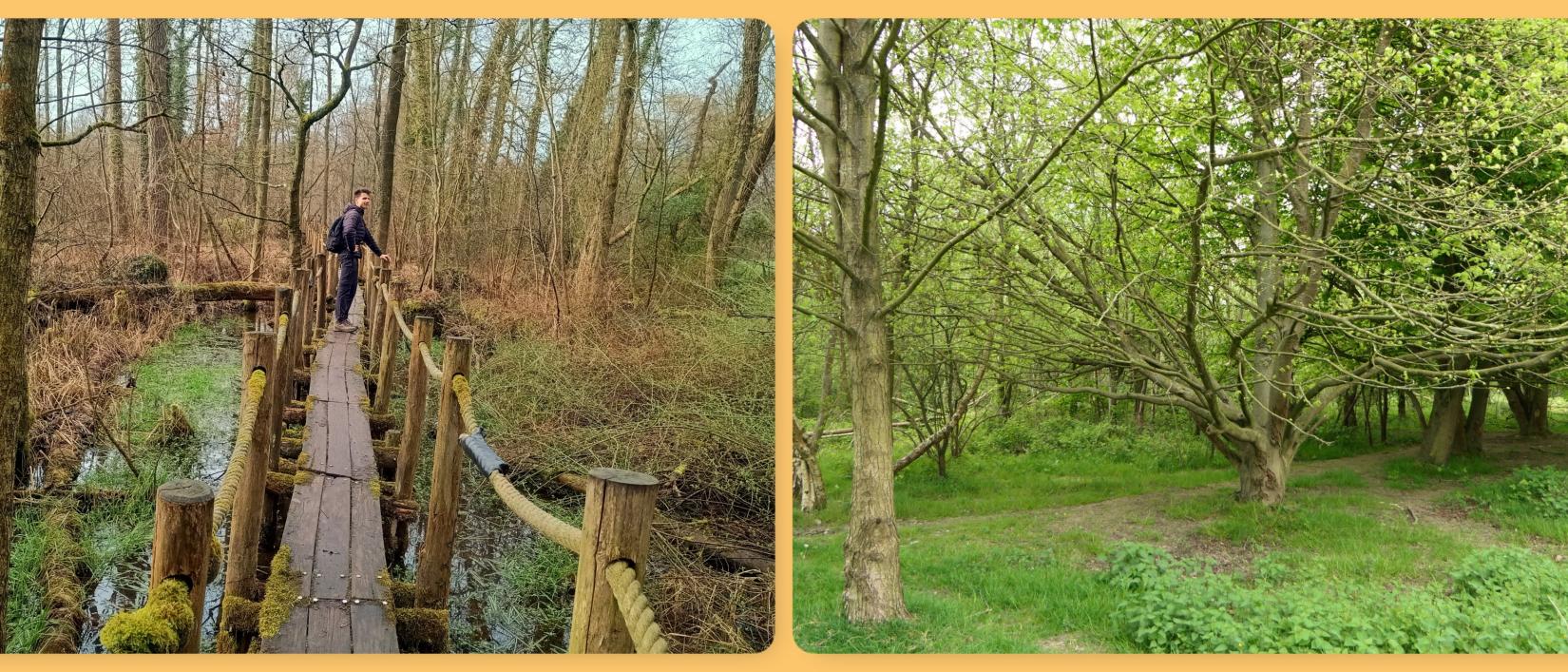 Wandelen over het vlonderpad door de Serskampse bossen.