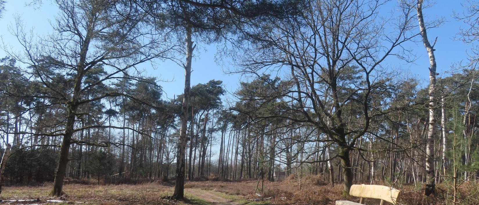 HEIDEBOS