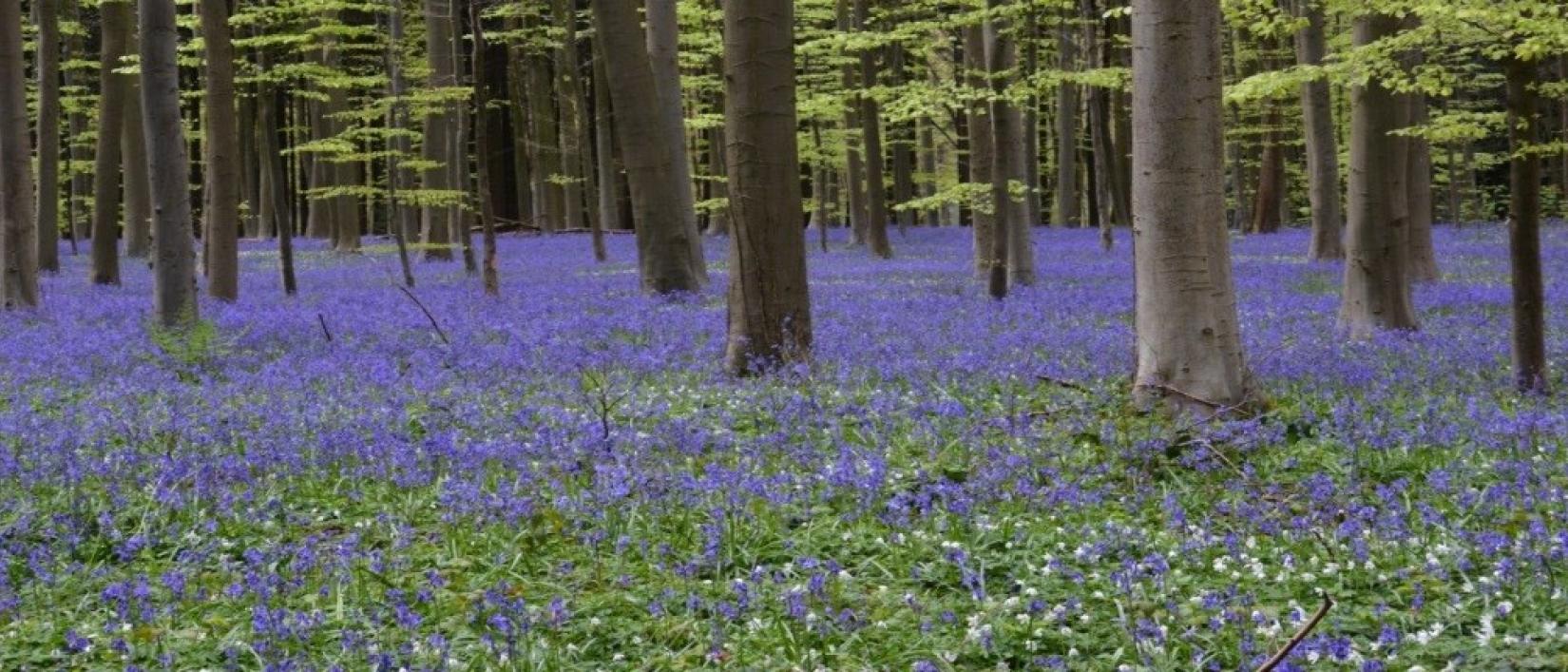 Hallerbos