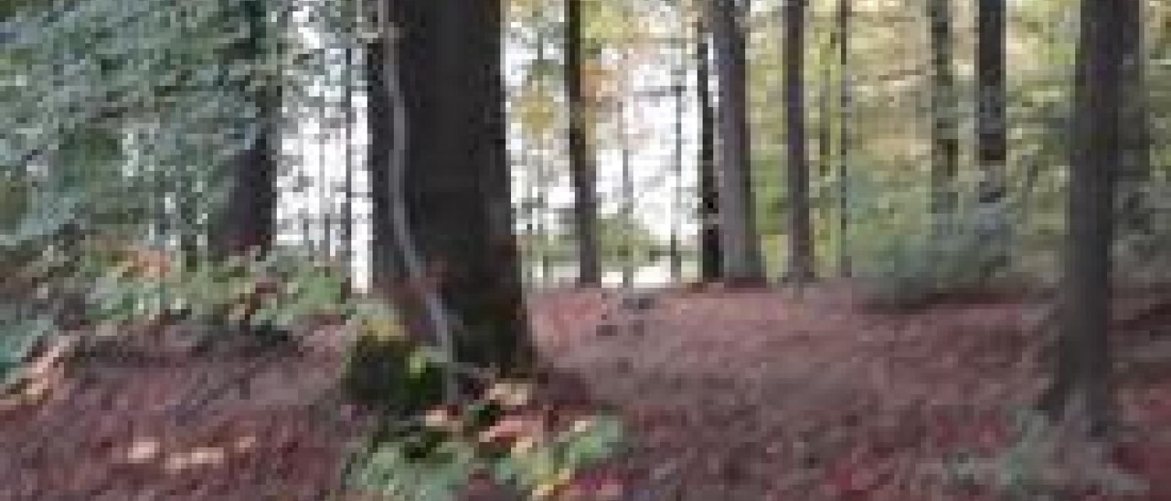 herfstwandeling