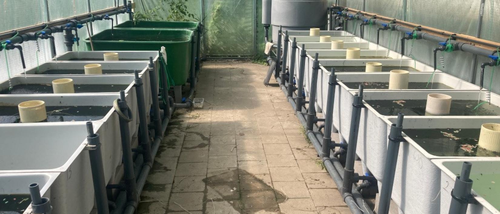Onderzoekscentrum voor Aquatische Fauna Linkebeek