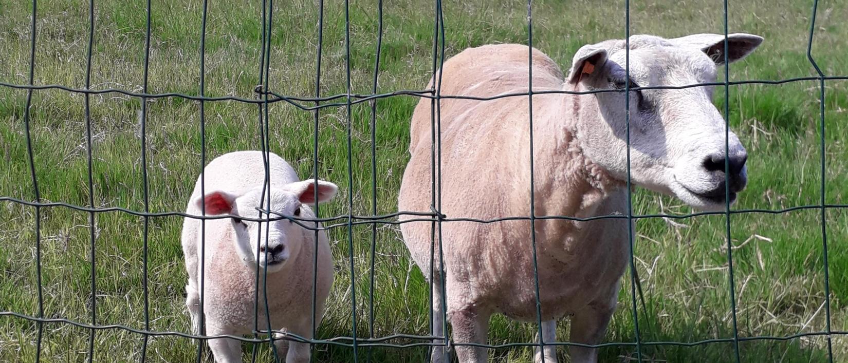 Moeder schaap met lammetje in de weide.