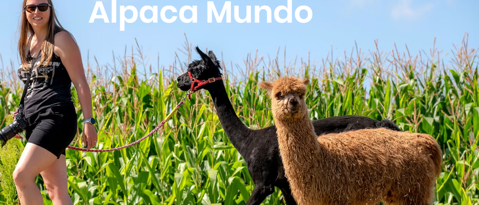Alpaca wandeling