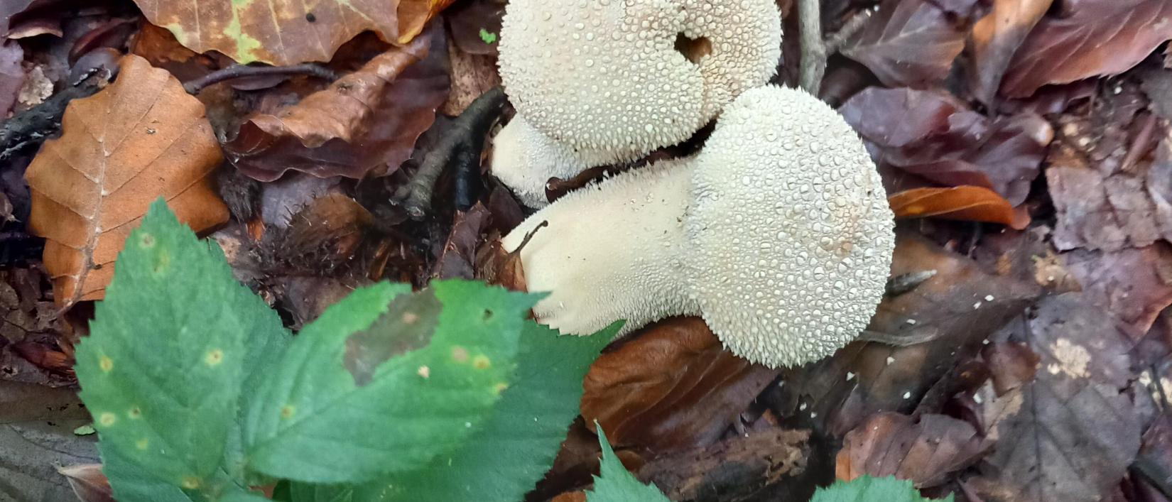 Herfsttafereel.