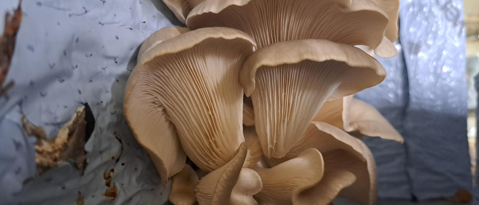 Oesterzwammen kwekerij