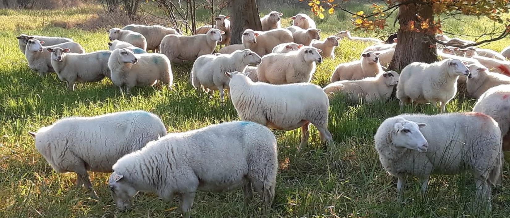 Schaapkenswandeling Kalmthout