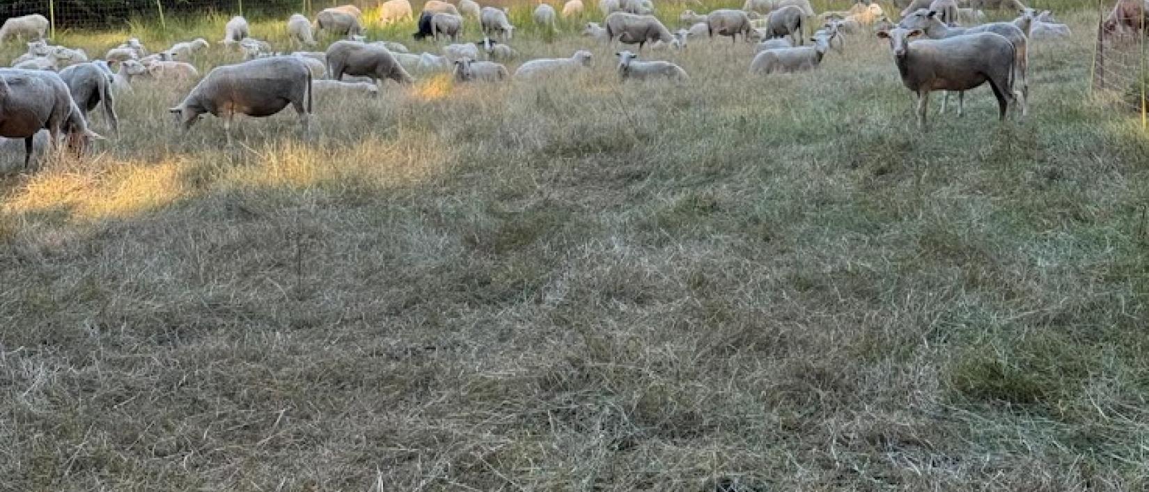 Schaapkenswandeling Kalmthout