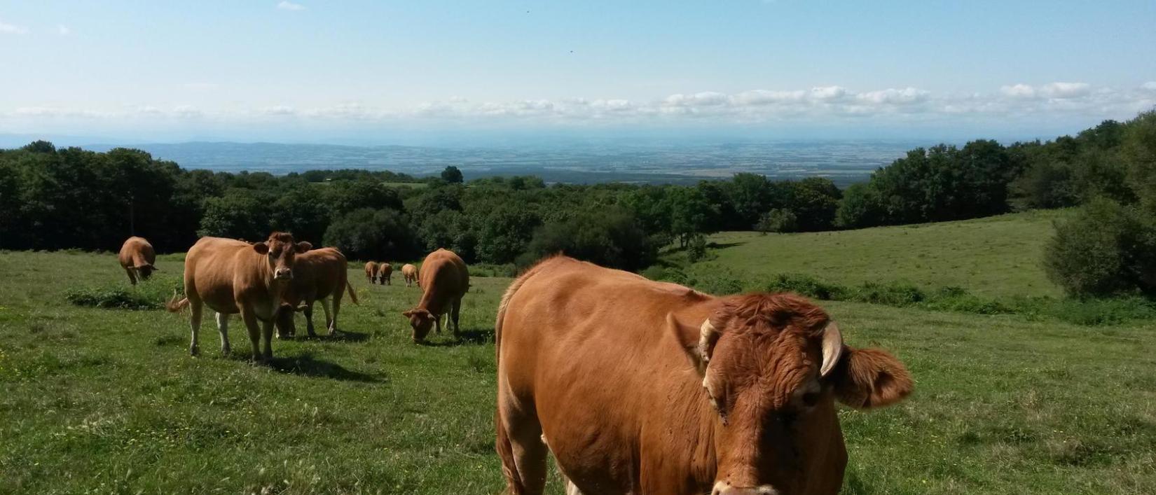 Hoofdfoto Camping La Porte D'autan