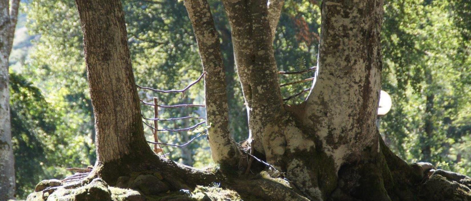 Hoofdfoto Camping Les Murmures Du Lignon