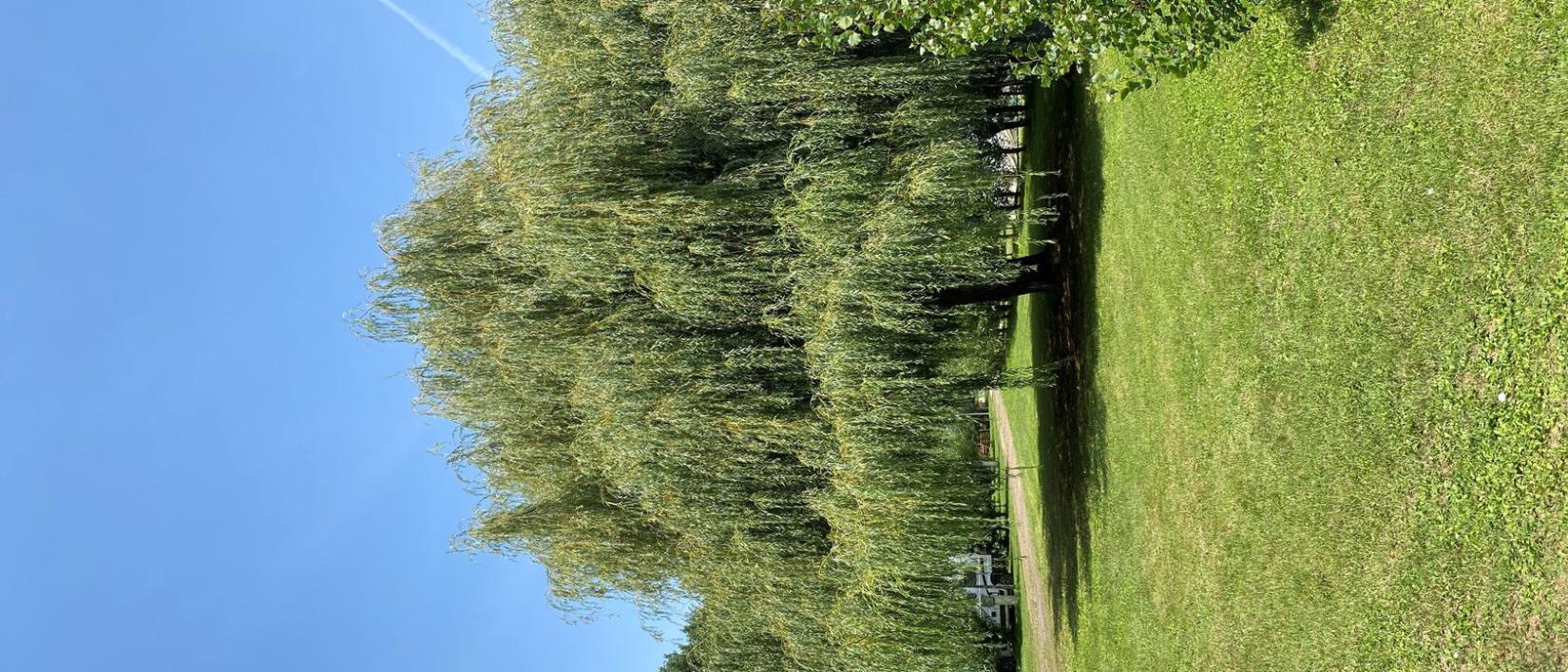 Hoofdfoto Camping Le Marais Sauvage