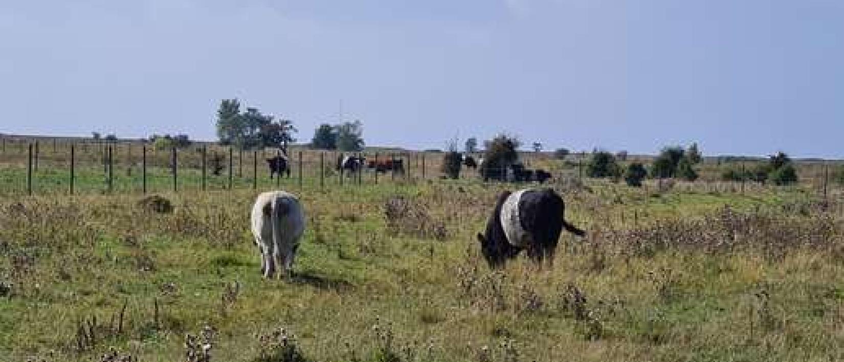 Hoofdfoto Camperlocatie Gessie