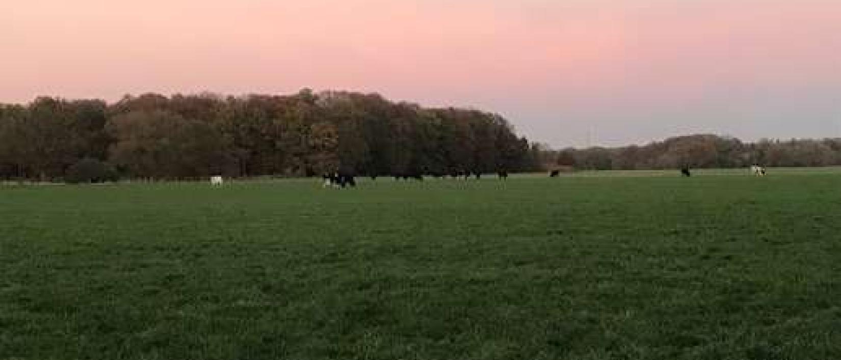 Hoofdfoto Camperplaats Het Hoge Boekel