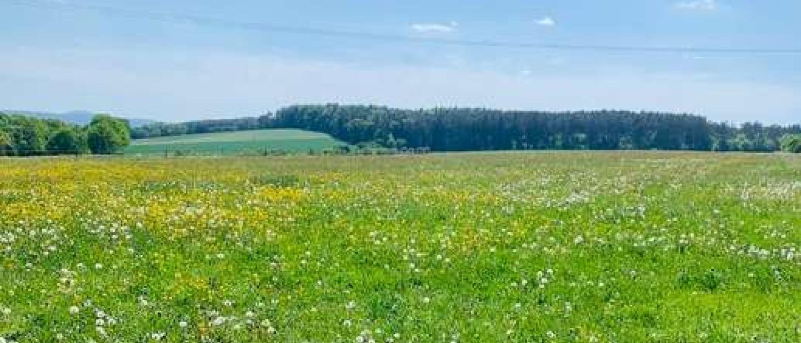 Hoofdfoto Wiese an der Apfelallee