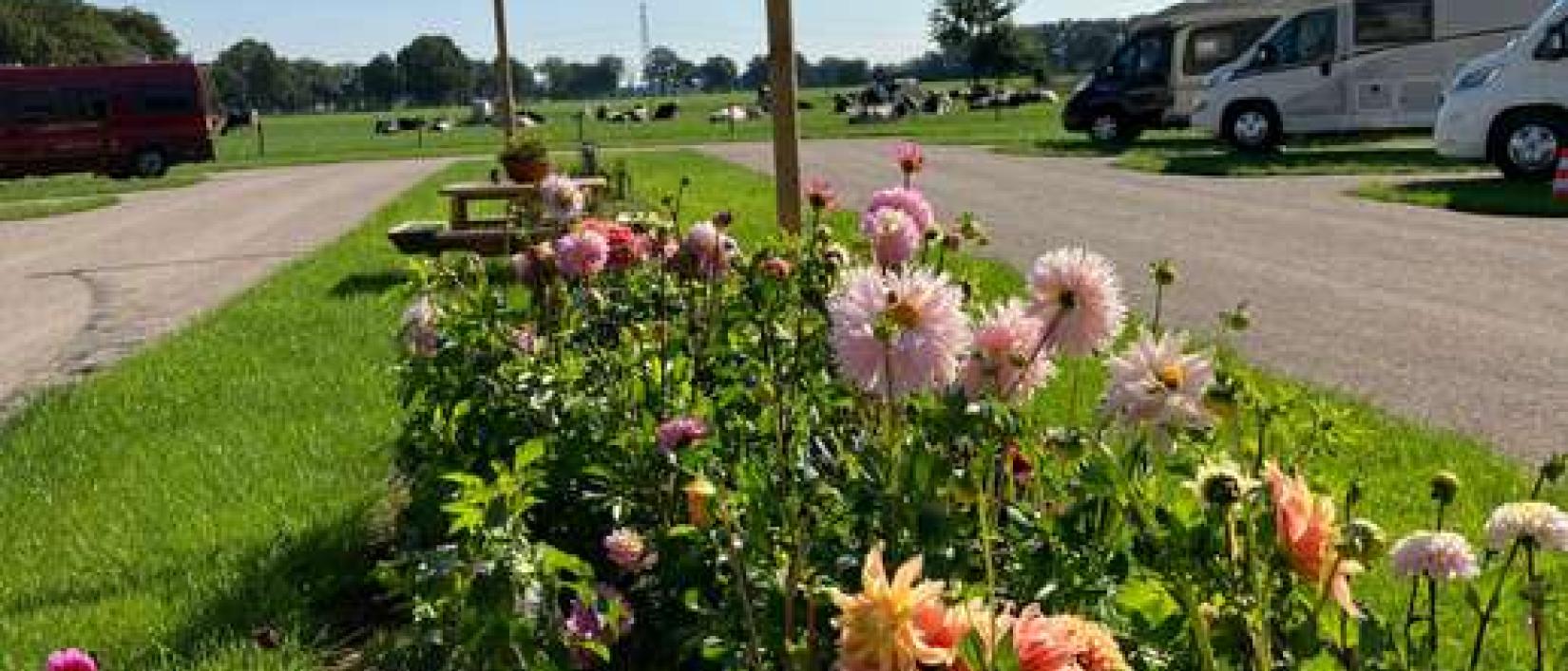 Hoofdfoto Camperplaats de Hoge Valk
