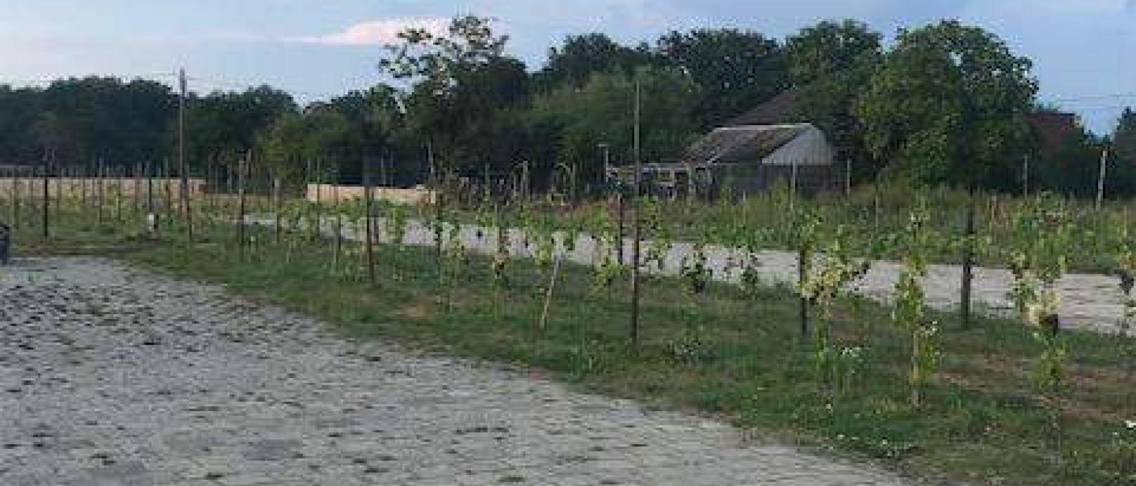 Hoofdfoto natuur-like