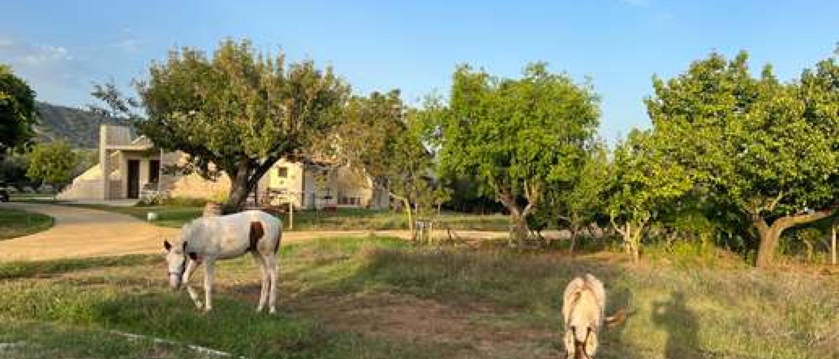 Hoofdfoto Frantoia Mafrica
