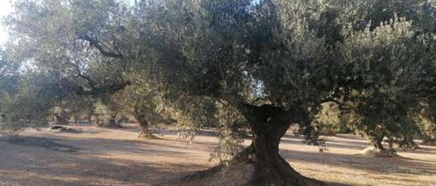 Hoofdfoto Finca Ermita