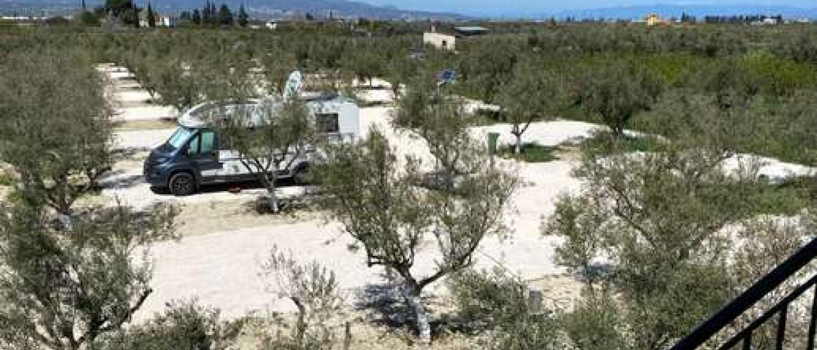 Hoofdfoto Camperstop Olivetree