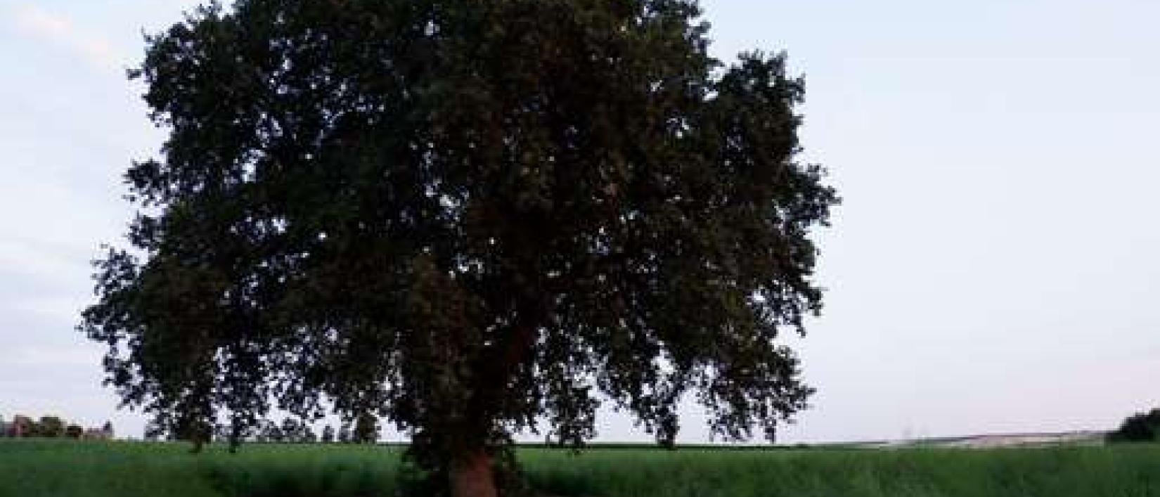 Hoofdfoto Posta Faugno - Armonicoltura