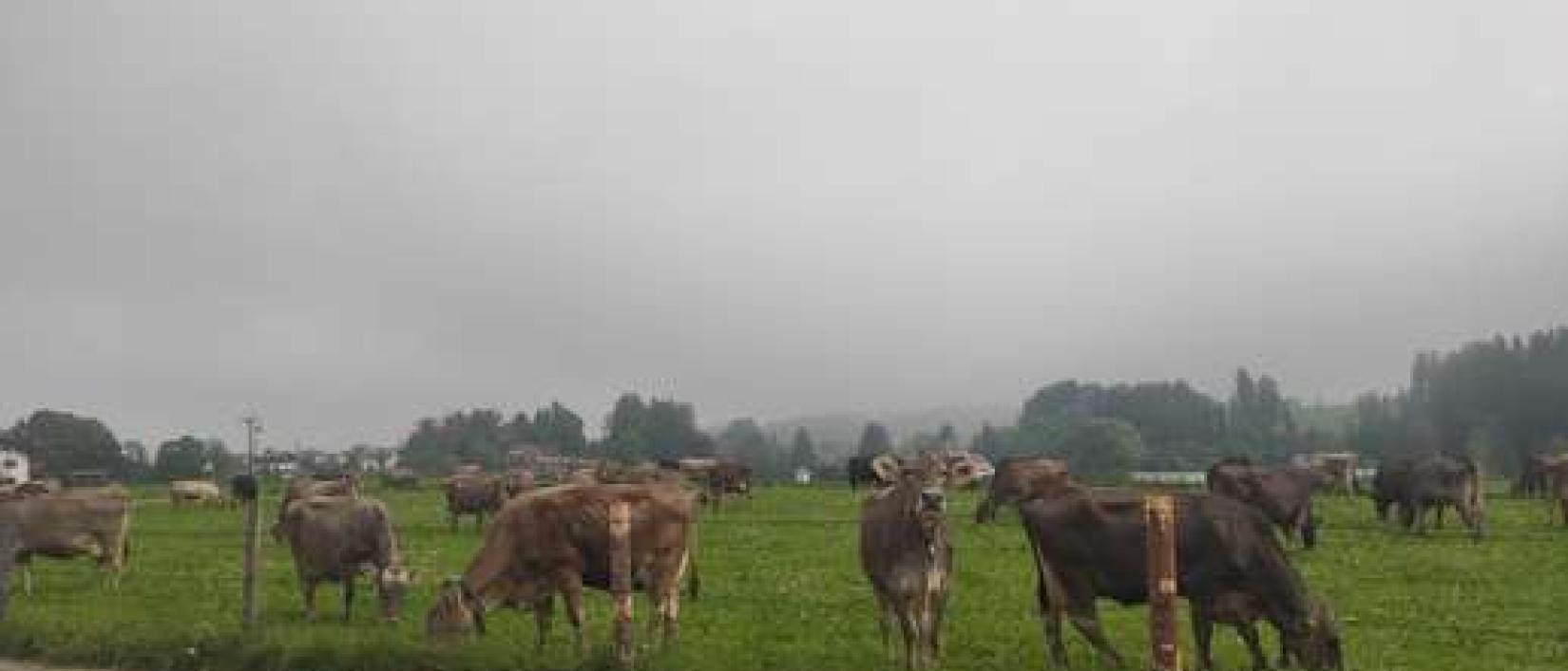 Hoofdfoto MyCabin - Bio-Bauernhof im Allgäu