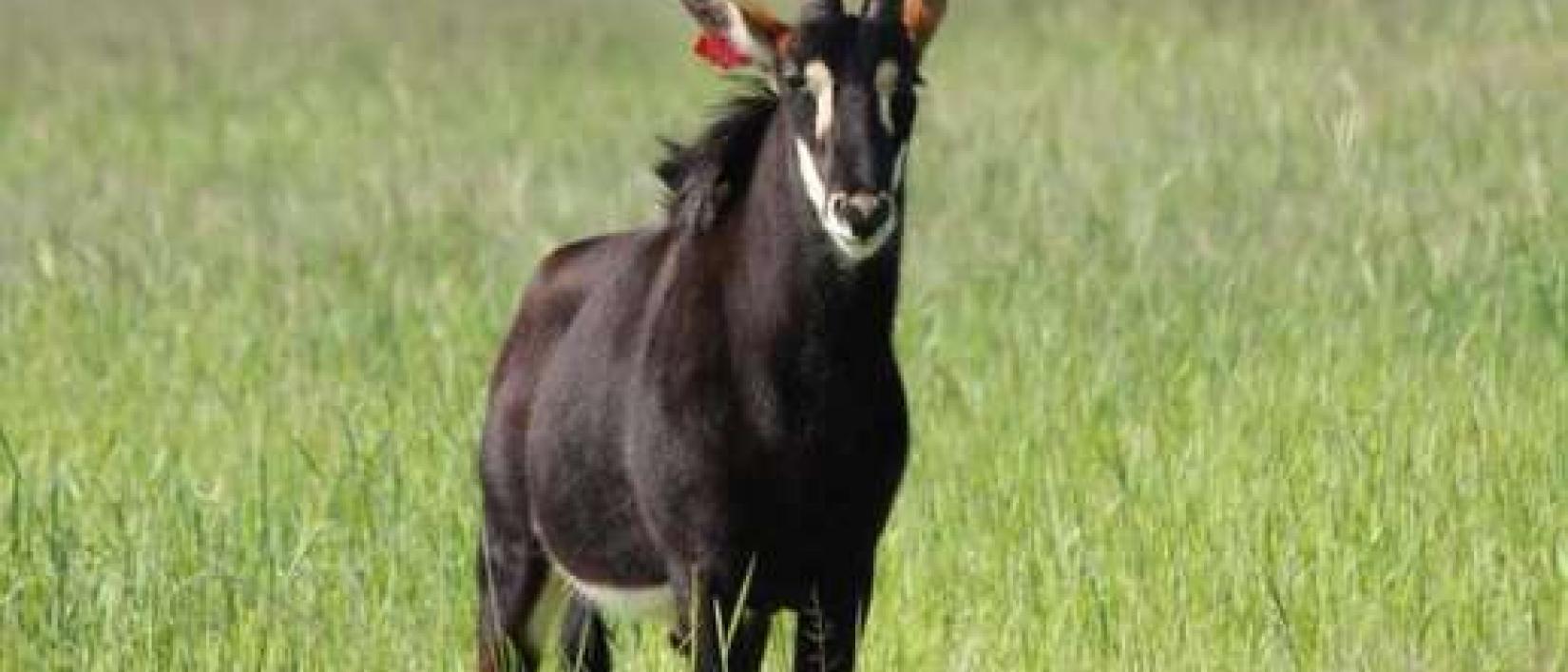 Hoofdfoto Delareyville Ranch
