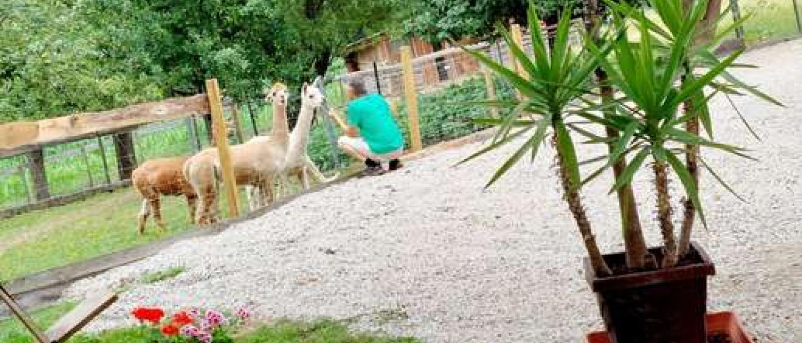 Hoofdfoto An der Alpakaweide
