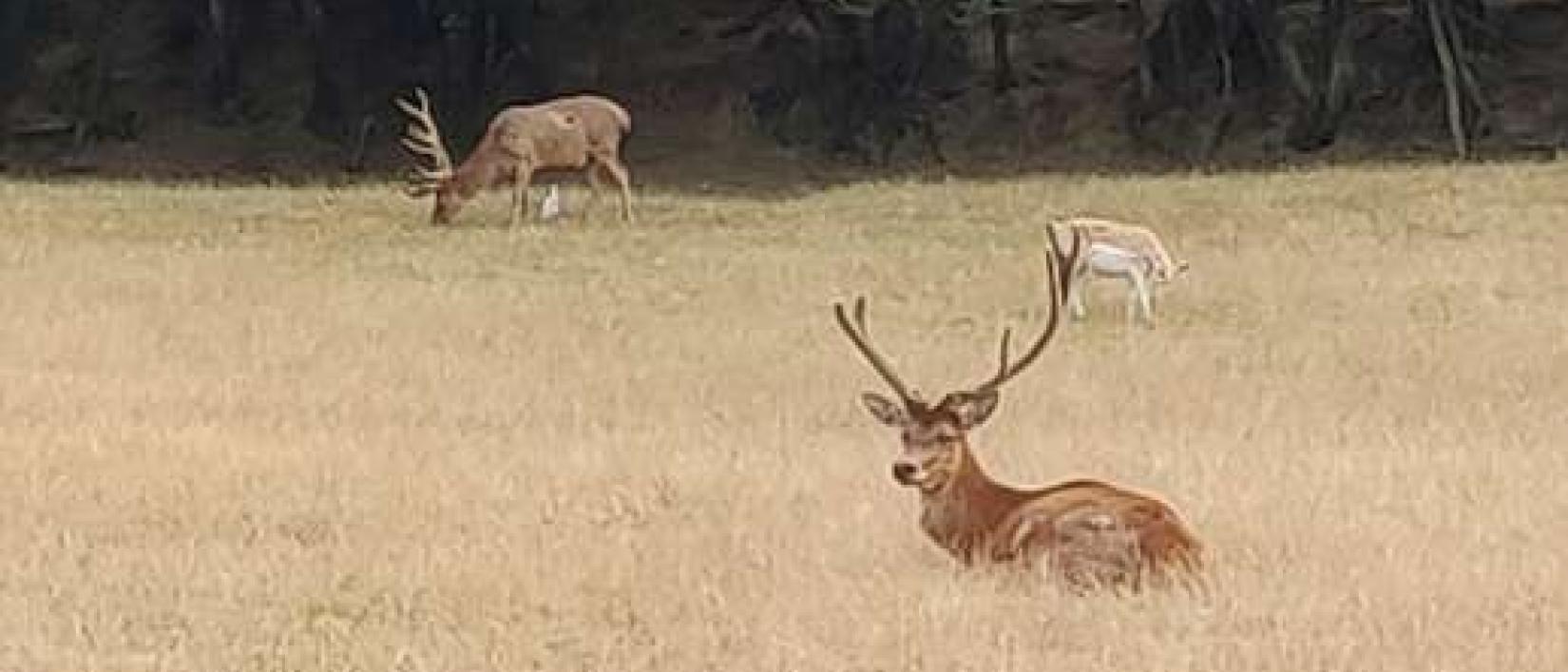 Hoofdfoto La Ferme Aux Cerfs