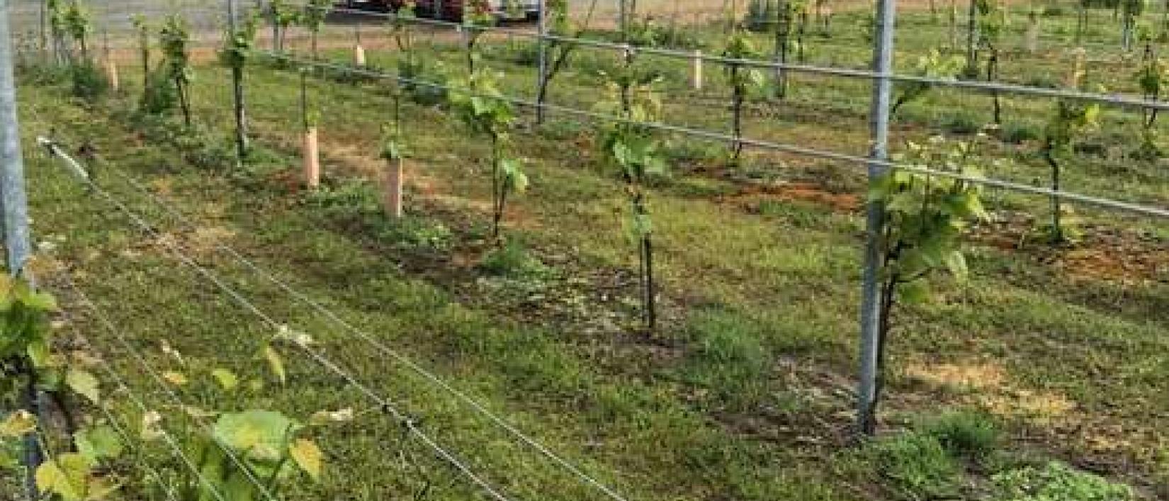 Hoofdfoto Vingården Lille Gadegård