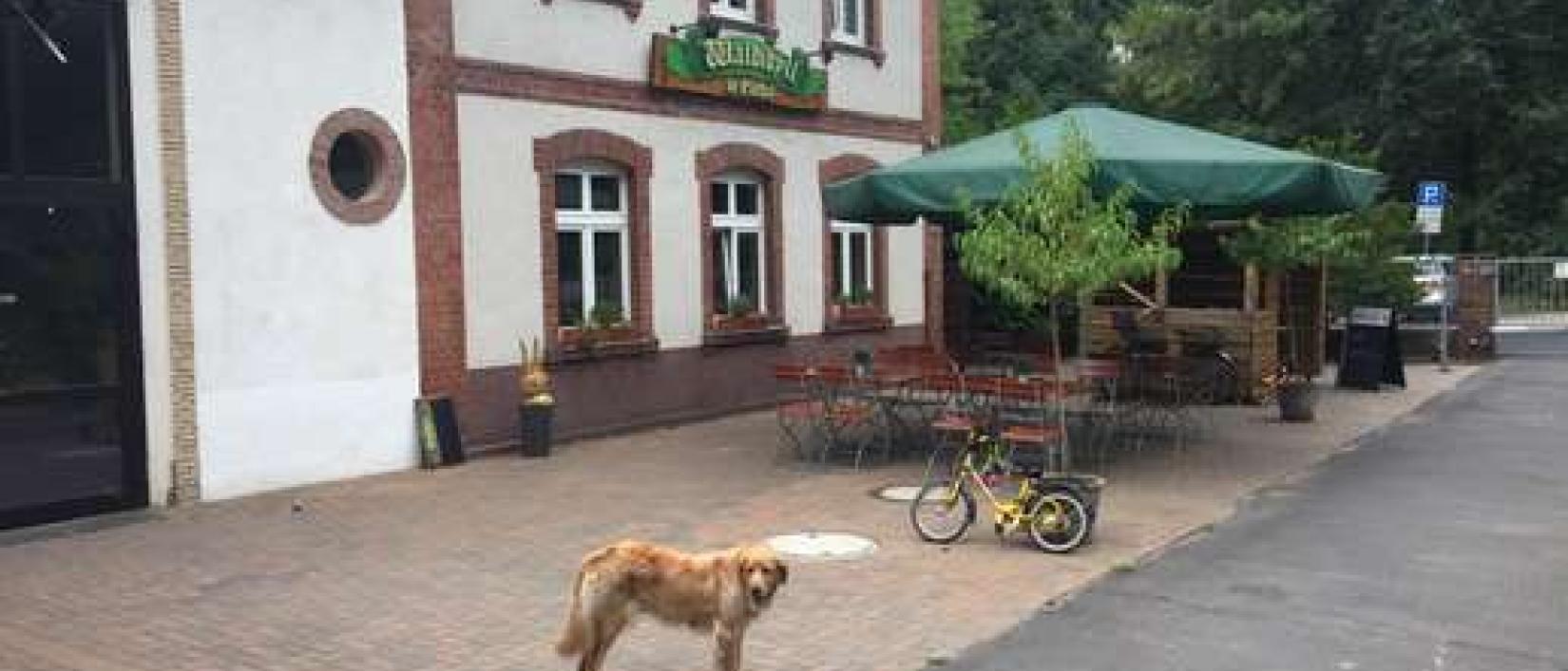 Hoofdfoto Waldidyll im Elsthal