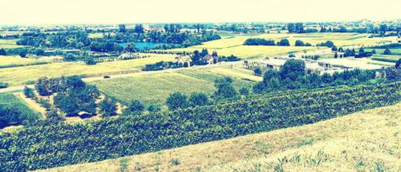 Hoofdfoto Weingut Weber