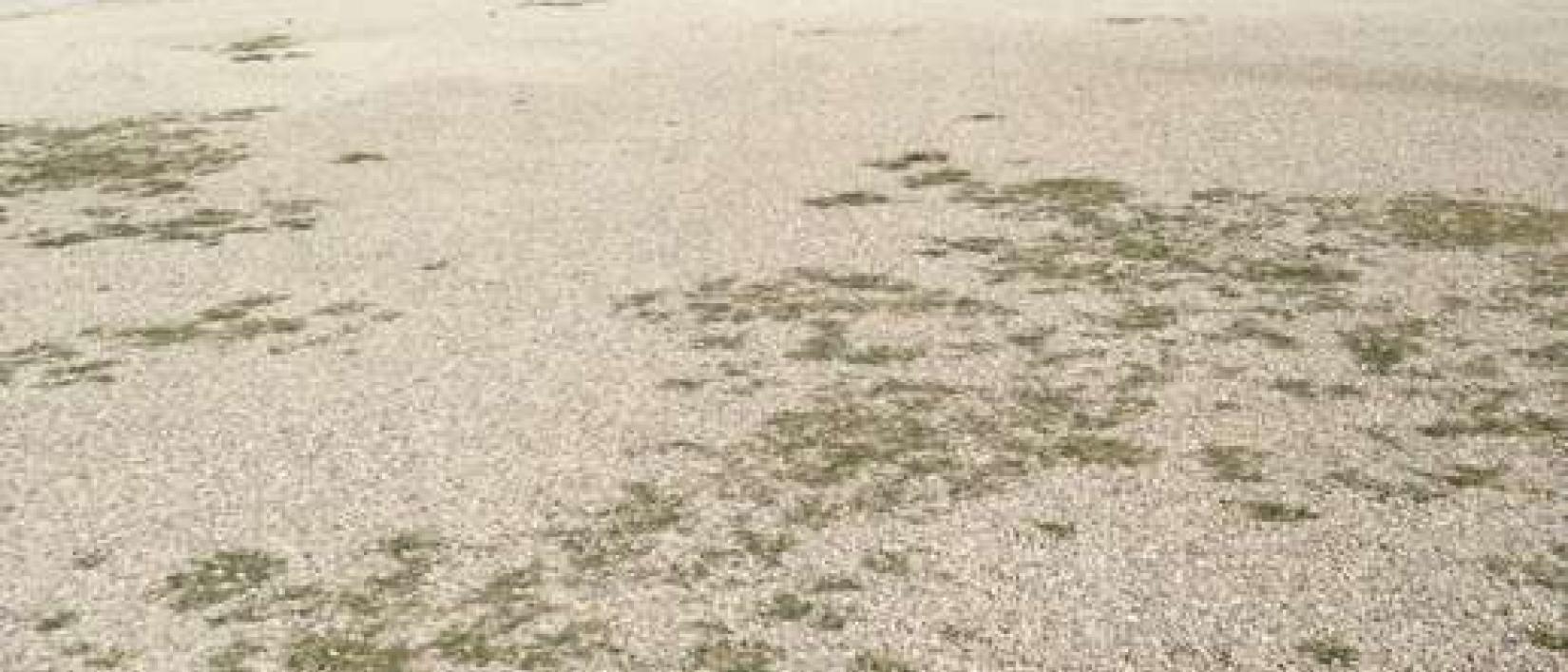 Hoofdfoto Area Comunale