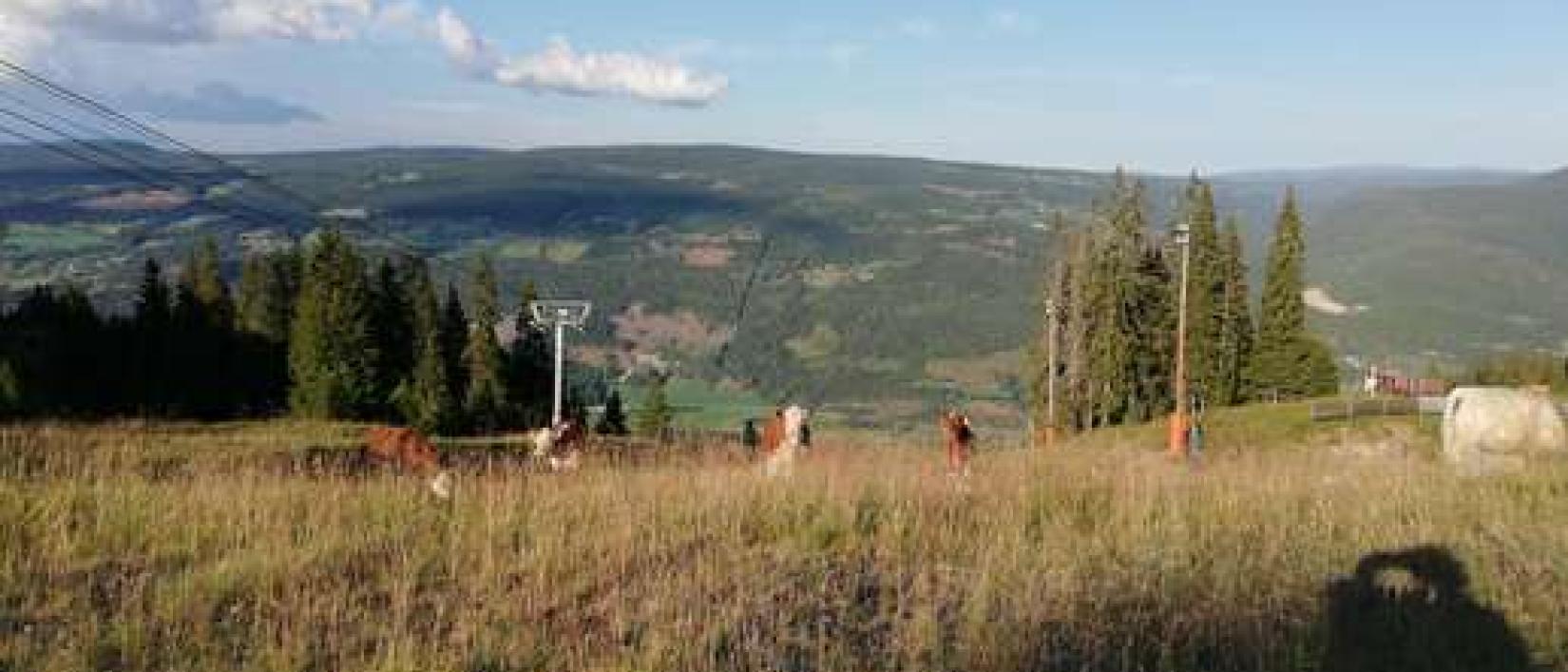 Hoofdfoto Kvitfjell