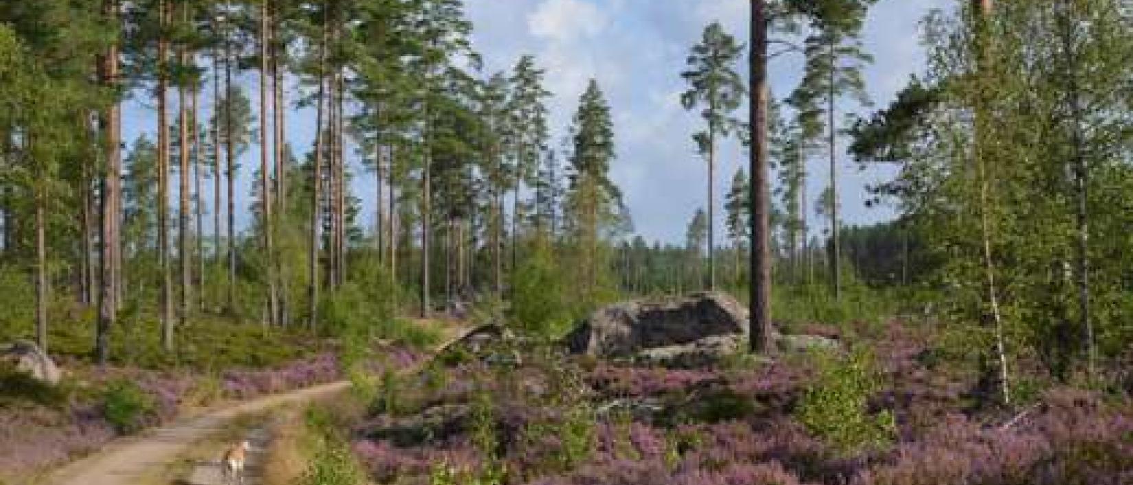 Hoofdfoto Kostavägen Strand