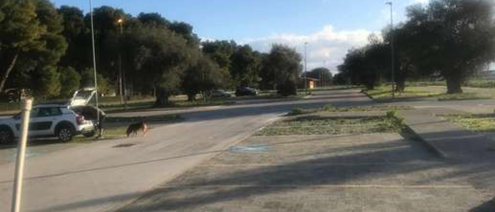 Hoofdfoto Parking Pineta Cimino