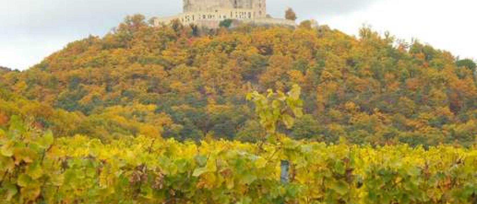 Hoofdfoto Weingut Carl Disson