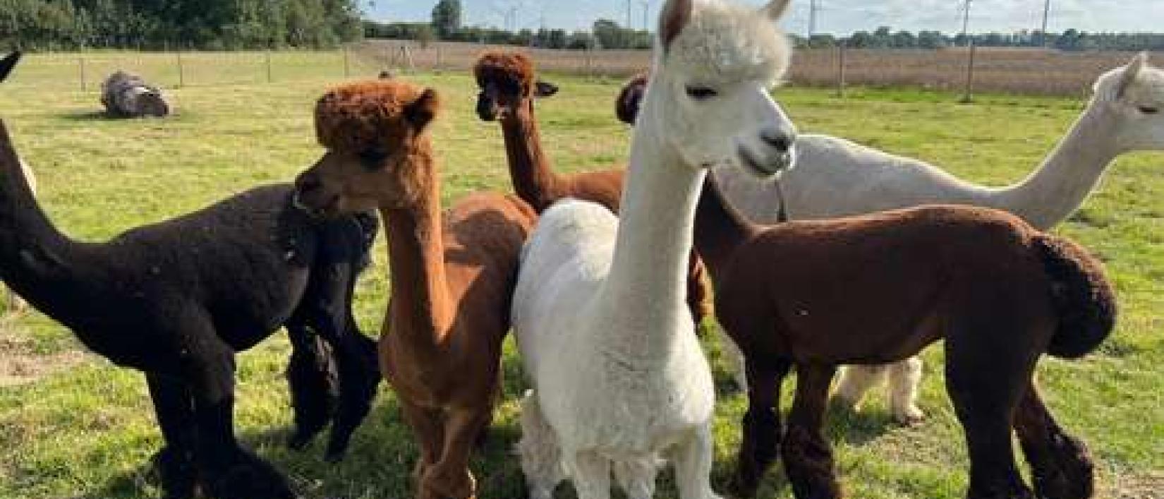Hoofdfoto Womo Stellplatz auf dem Bauernhof
