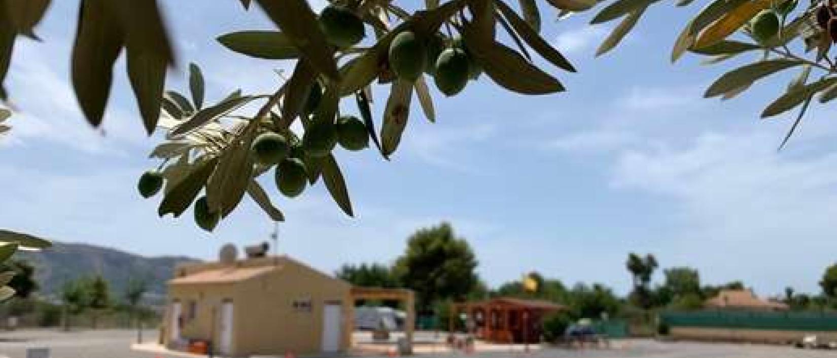 Hoofdfoto Orange Grove Camper Park