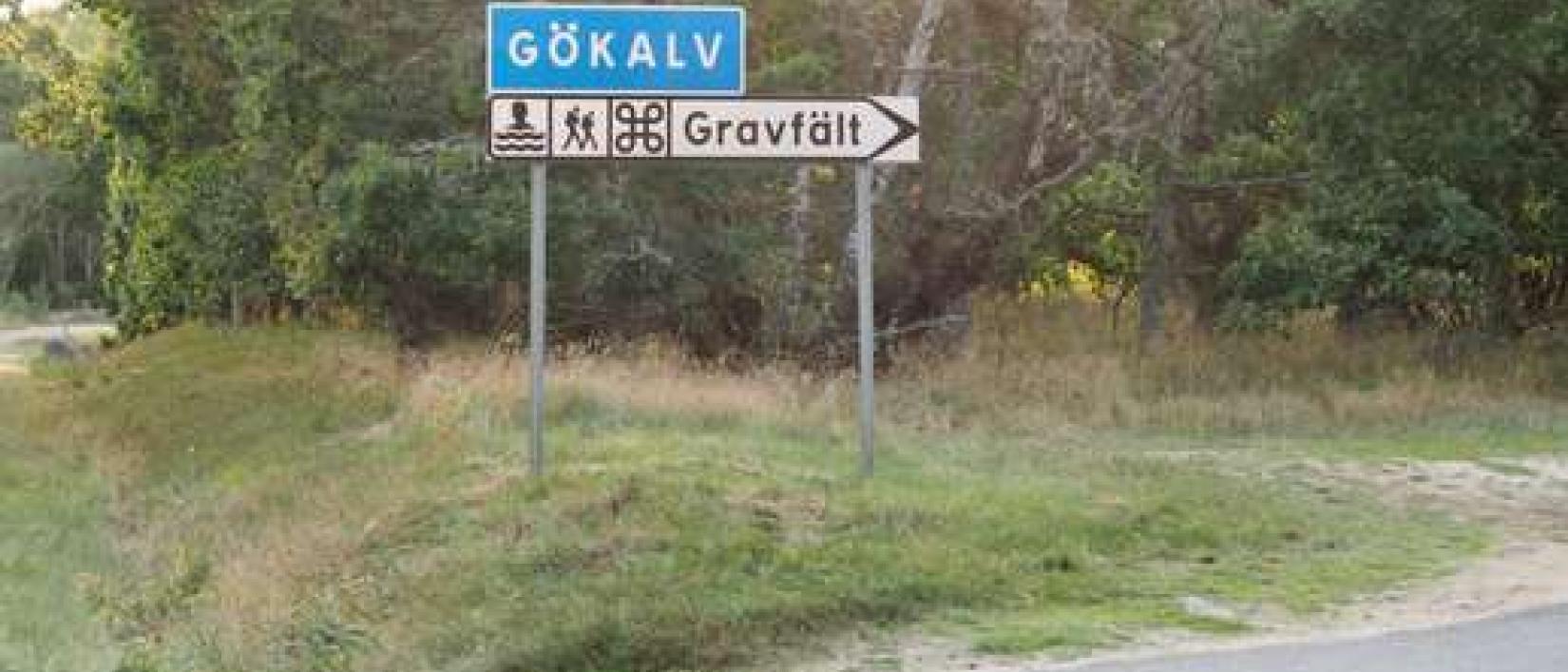 Hoofdfoto Gökalv