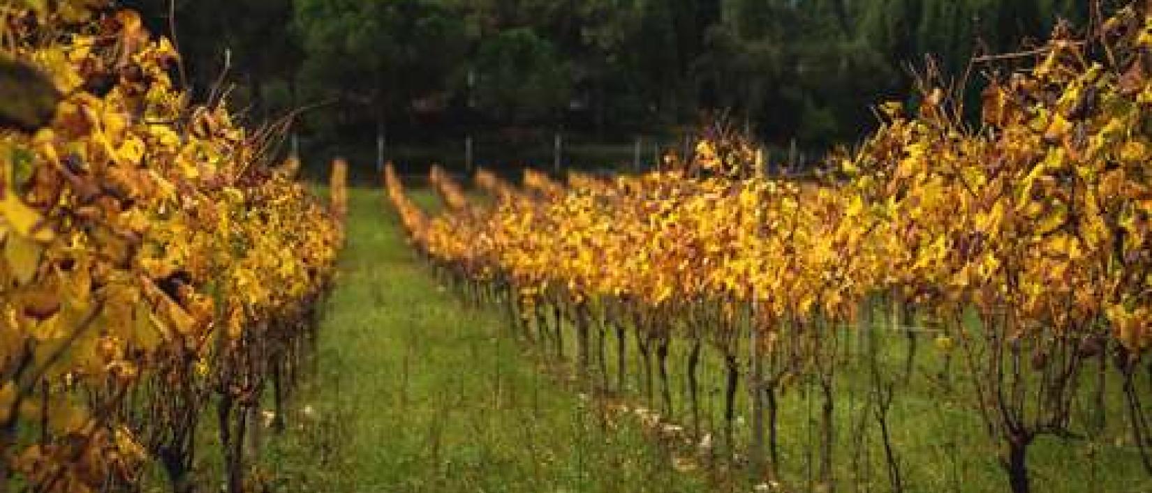 Hoofdfoto Winery Luis Pato