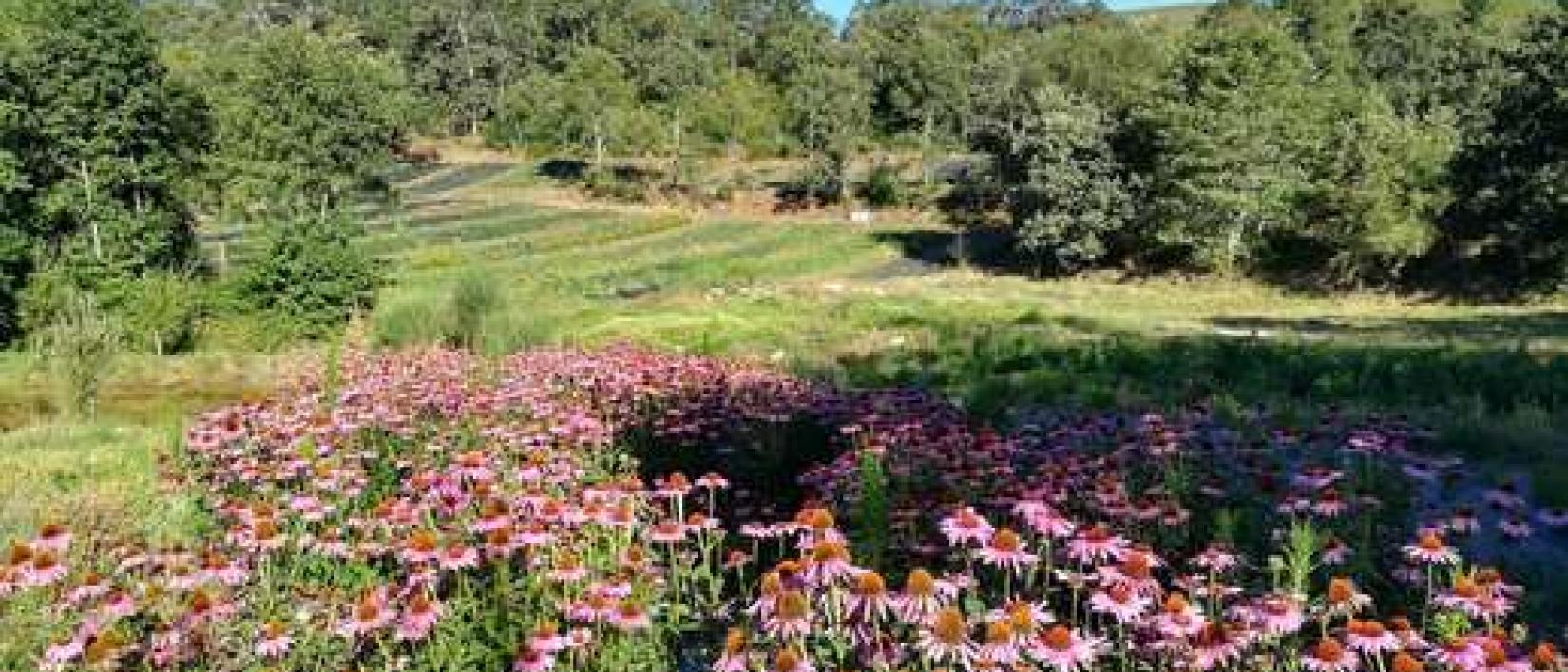 Hoofdfoto Farm Ervital