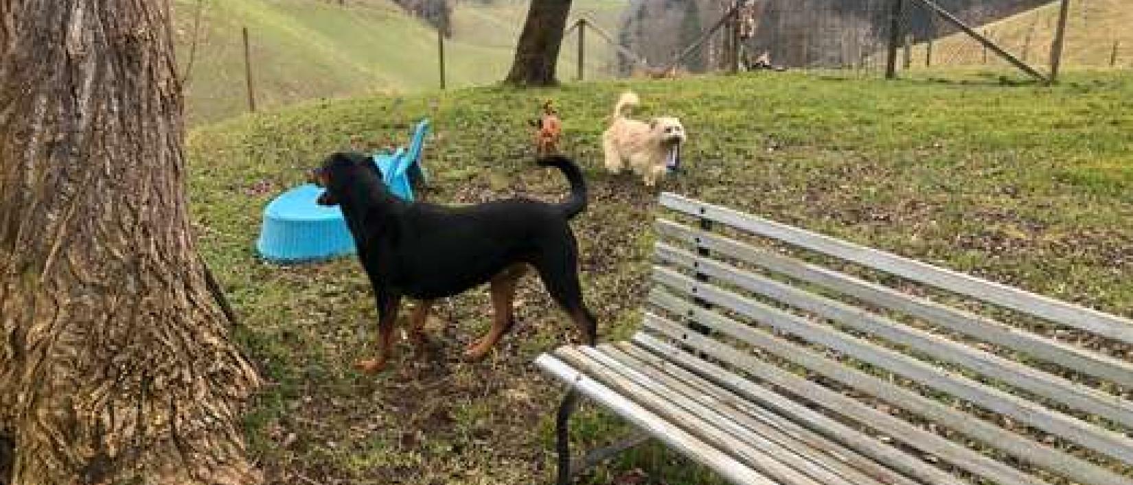 Hoofdfoto Locatie voor camperaars met hond/en