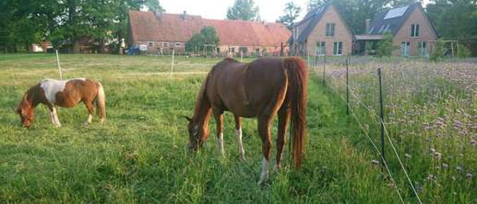 Hoofdfoto Homanns Hof