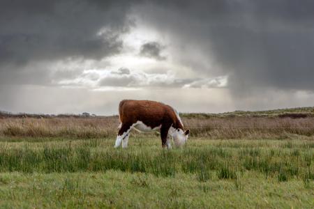 Terschelling